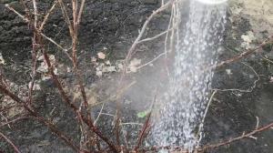 Irrigazione arbusti nel giardino di acqua bollente non lascerà la possibilità di parassiti
