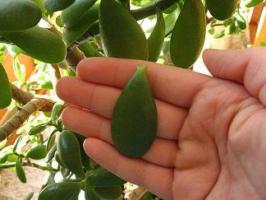 Perché Crassula (albero di denaro) cancella le foglie: cause e soluzioni al problema