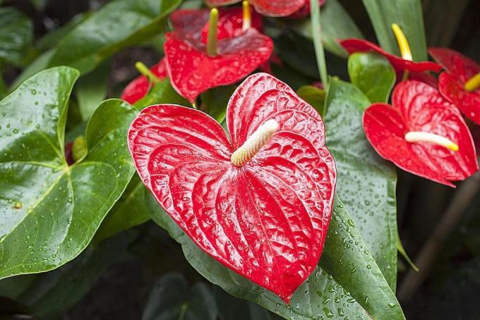 Anthurium è molto appassionato di umidità!