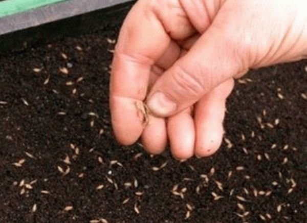 La germinazione dipende dalla qualità dei semi: prestare attenzione a questo!