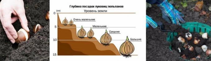 Un esempio illustrativo del diagramma. Tratto da mirfermera.ru