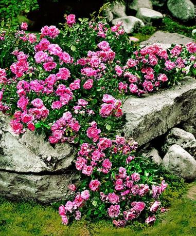 Tappeto rosa e pietre - una bella e insolita combinazione