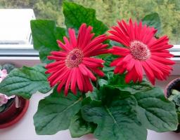 5 migliori piante d'appartamento per una finestra di sole senza i capricci