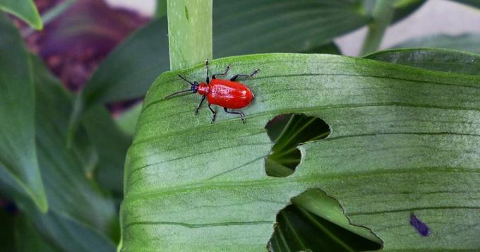 Ciao, io sono - treschalka scarabeo e mi mangio le vostre piante! Foto nemico: tonilelandgardengate.blogspot.com