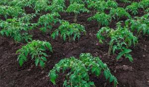 Come possiamo accelerare la crescita delle piantine piantate di pomodoro e peperone.