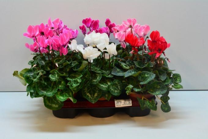 Colorazione ciclamino viene variata. In vendita si possono trovare varietà con bordi ornata di petali. Illustrazioni per la pubblicazione tratte da Internet