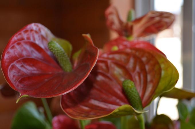 Il mio scarlatto anthurium - fioritura 2019! Foto dell'autore (s)