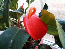 Come rilanciare l'anthurium morire