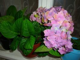 Hydrangea macrophylla: la cura e la coltivazione delle piante