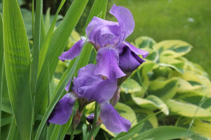 Iris sembra buono in un atterraggio da solista, e in combinazione con altri fiori annuali e perenni. Ma sembra migliore del "gruppo". Foto dell