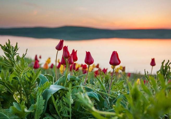 Blooming tulipani selvatici in Kazakhstan