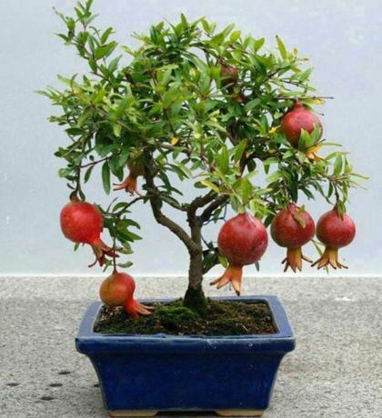 Melograno è adatto per la coltivazione tecnica bonsai