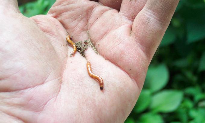 Infatti, wireworms - non è un verme e larve di scarabeo, wireworms