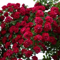 Rose di impianto di arrampicata nel giardino creano bellezza