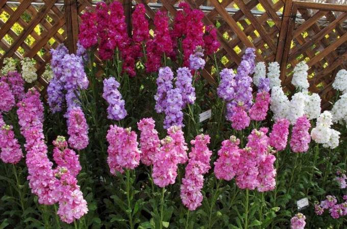 Visualizza: http://alena-flowers.ru. Levkoy spugna grigio. Altre specie con fioriture meno bella è chiamato "Orchidea selvaggia" per l