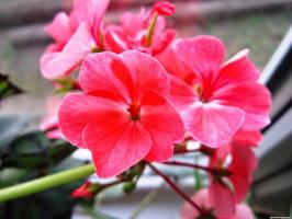 6 belli e resistenti fiori perenni (parte 2)