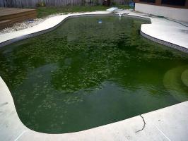 Come salvare la piscina: per evitare la proliferazione di alghe