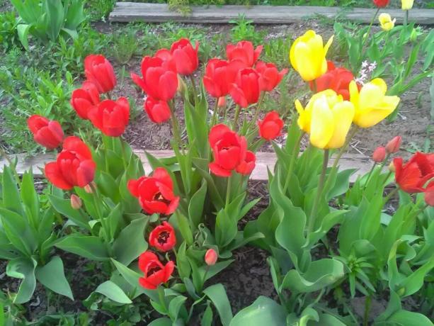 Oggi è coltivato circa 2000 varietà di tulipani