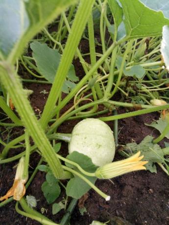 Accanto alla frutticoltura guscio vuoto, da cancellare. 