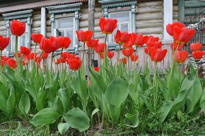 Perché tulipani non fioriscono (alcune foglie!) E come risolvere il problema