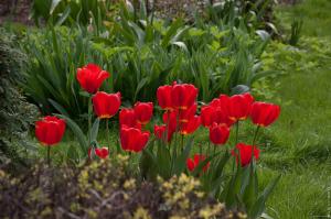 Le sfumature della semina autunnale di tulipani: Inizio di primavera nel mese di settembre