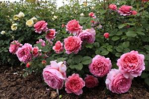 5 errori cura delle rose in giardino