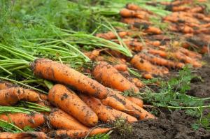 Le carote saranno ben tenute 7 regole pulite