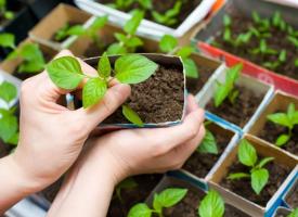 Come correttamente piantare piantine di peperoni in una serra o un letto