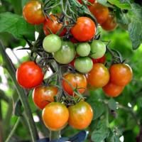 Il perossido di idrogeno - condimento per i pomodori