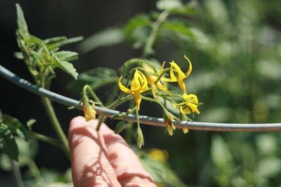 La tecnologia di impollinazione artificiale di pomodori aumenta il rendimento in tempi! (Foto da fb.ru)