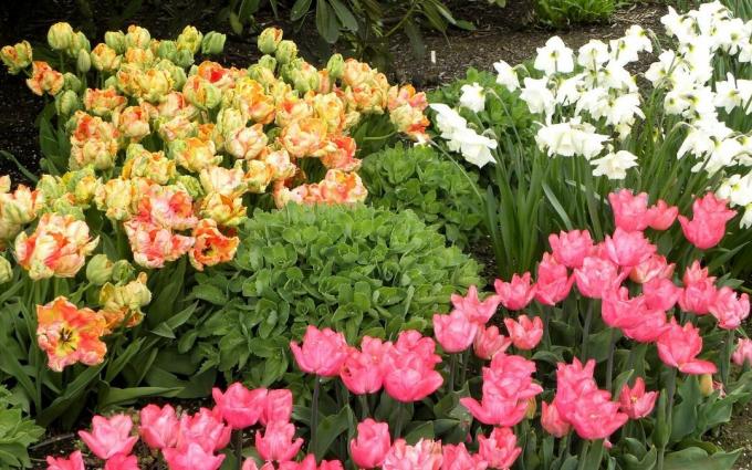 aiuola Chic Primavera. E il tulipani e narcisi. Ti piace?