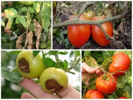 La battaglia per la raccolta: si tratta pomodori correttamente