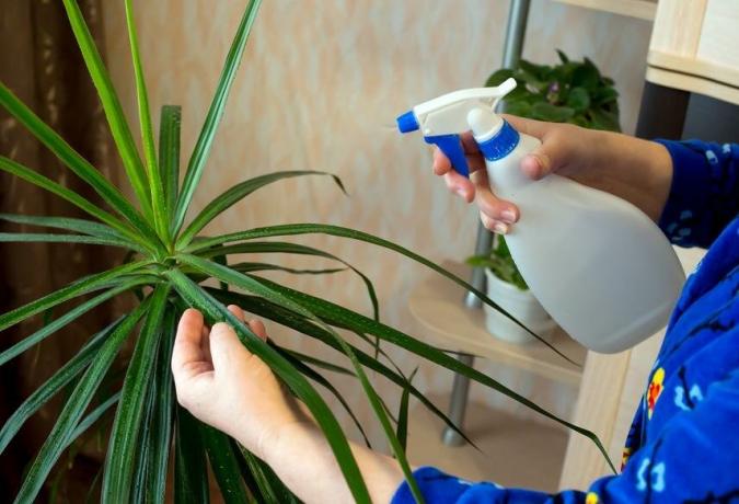 Non spruzzare le piante, in piedi sotto i raggi diretti: gocce possono svolgere il ruolo di una lente e causare ustioni. Foto: arpaddr.com