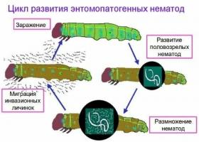 Dalla padella nella brace, perché non è necessario distruggere wireworms nematode