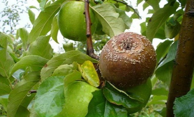 Frutta marcire sulla mela (illustrazioni per un articolo tratto da Yandex. immagini)