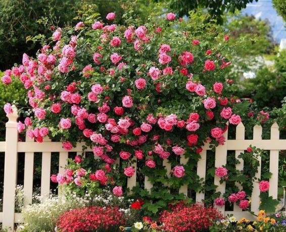 Rosa rampicante, decorando in modo efficace la recinzione. Foto scattata dal portale nashzeleniymir.ru