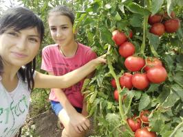 Pomodori in giardino non ingrassare e aumentare i frutti. 4 superprioma!