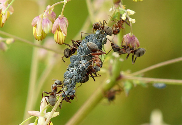 Afidi e formiche - compagni frequenti l'uno dall'altro! Foto dell'articolo tratto dal connessione internet gratuita.
