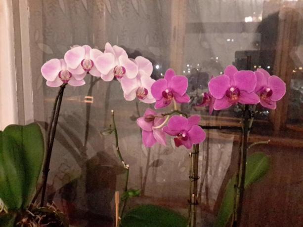 Parte della mia collezione di Phalaenopsis in un appartamento. BAGNO li tuffo!
