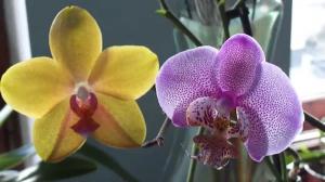 Quanti anni di vita Orchid