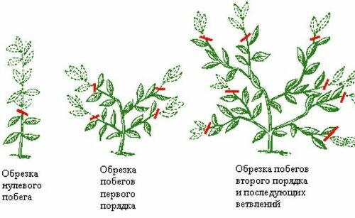 Uno schema di successo per la formazione della corona di calce (e non solo!). Foto: trudogolikam.ru