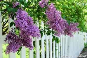 Quali alberi e arbusti piantati lungo la recinzione a casa o al miglior dache-