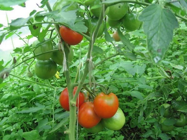 Versa pomodori in serra. Foto in questo articolo da internet