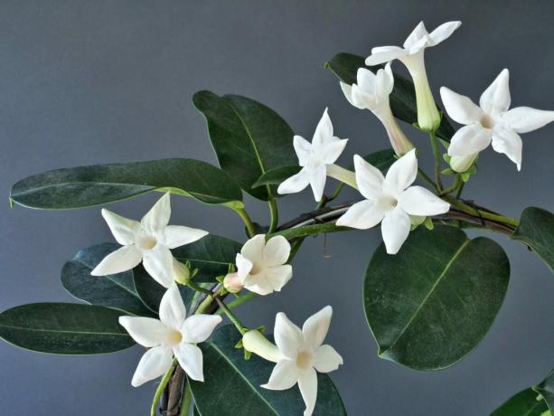 Liana-originale non si vanta coloranti di variabilità, ma lei non aveva bisogno: fiori bianchi guardano bene, molto carino. Specialmente quando molti di loro.