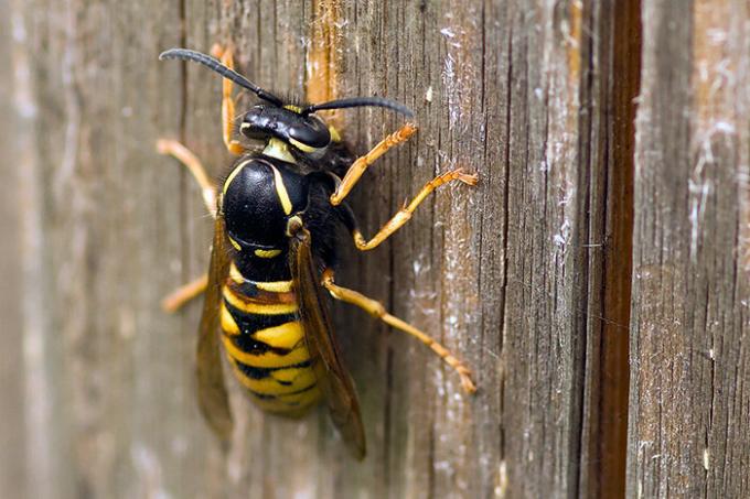 Come sbarazzarsi delle vespe, se l'alveare non è stato trovato? | ZikZak