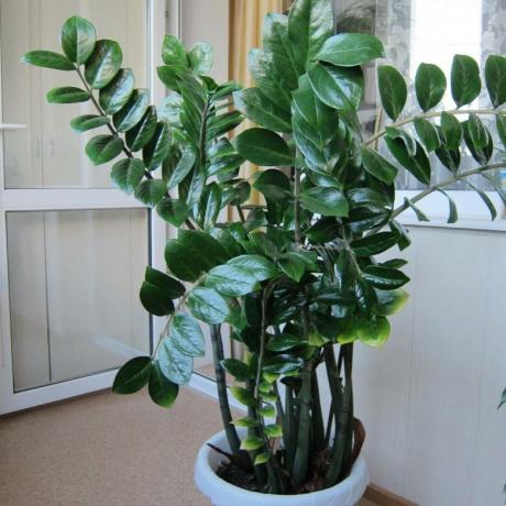 Se il vostro albero del dollaro cresce molto lentamente, non disperate: è una caratteristica delle piante d'appartamento.