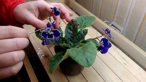 Stimolare la fioritura in piante in vaso