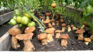 Funghi su un cottage estivo, un semplice metodo di coltivazione.