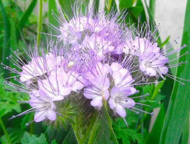 Eppure Phacelia - è bellissimo!