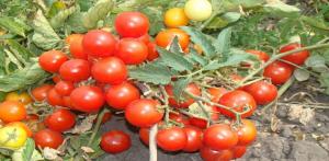 Le migliori varietà di pomodori sottodimensionati per la coltivazione in campo aperto.